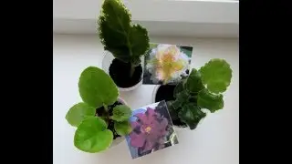 Покупка новых фиалок.