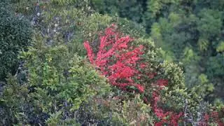 PNG GOSPEL SONG - Holy spirit you Poroman.