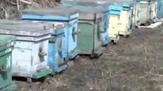 Перга Во Время Беременности