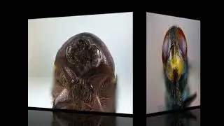 Macro fotografia