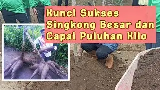 Kunci Sukses Budidaya Singkong Besar dan Capai Puluhan Kilo || Info Tani