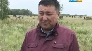 Кокшетауский производитель кумыса намерен освоить промышленные масштабы