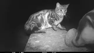 Two badger-kitten interactions in one night