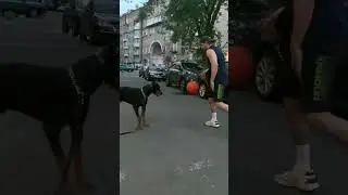 Кто хочет себе Добермана?