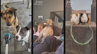 funny animals tiktok compilation #3  - Try Not To Laugh
