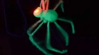 Spider