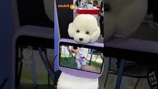 The World's first TV for Dogs