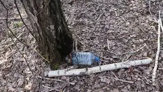Коньяк на берёзовом соке. Перегоняем дефектные вина!