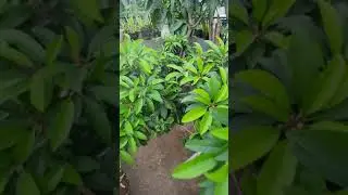 kebun diatas genteng