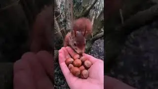 НЕ  БОЙСЯ  ,  КУШАЙ...