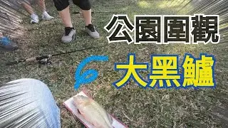 台北市的公園  大肥鱸再現  一堆人圍觀