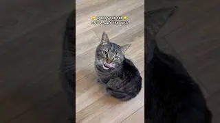 How to know if your cat likes you!