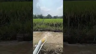 TES POMPA AIR EBARA 80 3 INCH #pompaair #petanipadi #petani #pompaairsawah