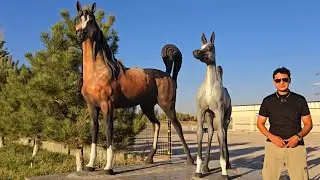 XAYVONLARGA QILINGAN SHAROYTGA XAVASIZ KELADI KANTEYNERDAN USTUNSIZ TOM YOPISH XIZMATI