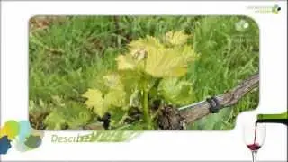 Vino de Asturias, Vino de la Tierra de Cangas
