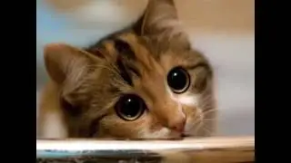 Милые фото с котиками (часть 2 )