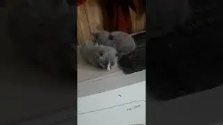 Прикольные котятки.