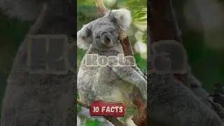 Koalas interesting 10 Facts for Kids Educational Video Australia's Beloved Marsupials 