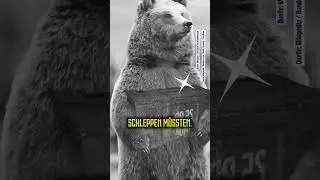 Winnie Puuh could never! 🐻 #wojtekbear #wojtek #funk #biograph
