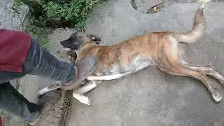 Mother dog/Sibling Stray pups playing/fighting/eating raw chicken feet/Cloudy day/Mountain village