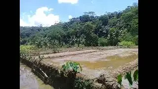 SUASANA DI SIANG HARI DI PESAWAHAN || CIAMIS JAWABARAT