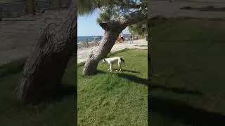 Копаем кротов🐶🦝🐷