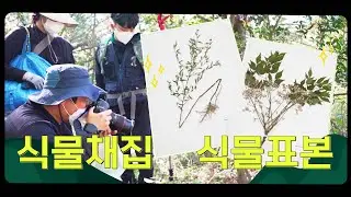 이것은 작품인가 표본인가..!✨ (😲빠르게 한 눈에 보는 식물채집 식물표본!🌿)