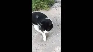 #Кошечка которую бросили хозяева!