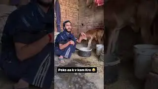 Goya kuda