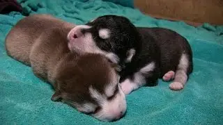 Husky Malamute puppies 5 days old