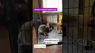 Комплект 6 Лео