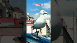 Птеродактиль в городе⁉️