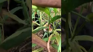 Guinea pigs vs patch of weeds and grass