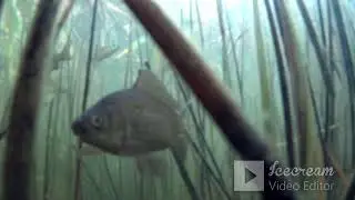 КАРАСИ пришли на КОРМЁЖКУ/Понравилась им моя КАША!