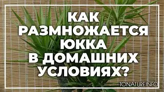 Как размножается юкка в домашних условиях? | toNature.Info
