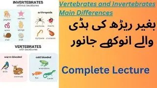 Exploring the Divide: Vertebrates vs. Invertebrates | Understanding Key Differences
