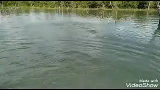 ATAQUES DE TUCUNARÉS NA SUPERFÍCIE...
