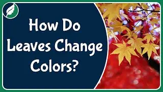How do leaves change colors during the fall?