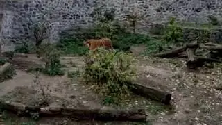 Тигр зоопарк