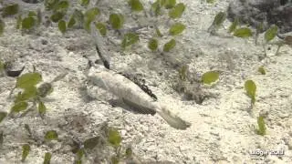 Fingered Dragonet