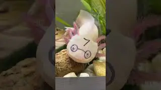 What types of axolotls exist? 