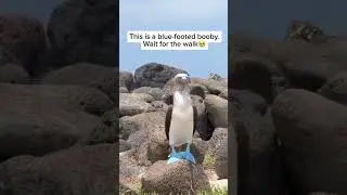 This is a blue-footed booby. Wait for the walk 🥹❤️