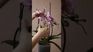 О чём нам говорят орхидеи?