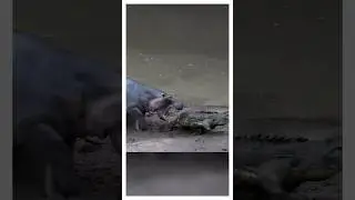 Крокодил совершил фатальную ошибку