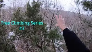 Tree Climbing Series #3