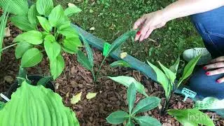 Hosta Collection Review. Part 3 - continued