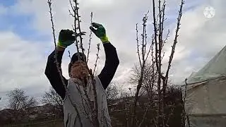 Весенняя обрезка алычи гибридной.