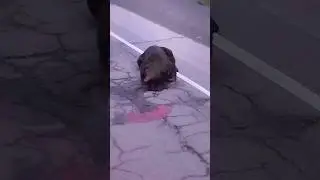 СБИЛИ МЕДВЕДЯ.