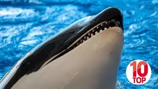 Top 10 Things You Didn't Know About Killer Whales