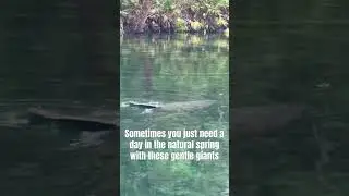 Manatees in the local natural spring are so beautiful. #centralflorida #naturalspring #florida